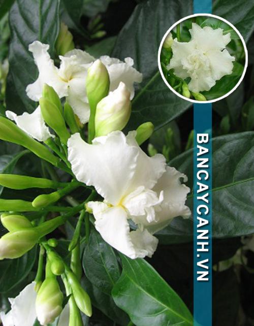 CÂY NGỌC BÚT -  TABERNAEMONTANA DIVARICATA